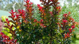 The Garden Gurus - Garden Magic Series   Crepe Myrtles