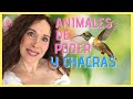 🐺 MASTERCLASS EN DIRECTO: ANIMALES DE PODER Y LOS CHACRAS