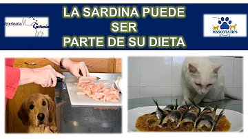 ¿Se puede dar sardinas a los gatos?