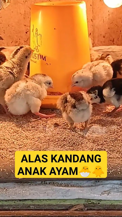 RICE HUSK FOR DOC / CHICKEN COOP BEdding #crossbreed #broilerchicken #shortsfeed