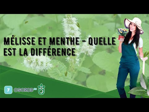 Vidéo: Melissa et menthe : différences et propriétés utiles