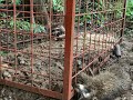 捕まえたアライグマに電気止め刺し　7月25日捕獲