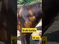 Sirohi Goats Builder 