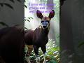 ये जानवर सच में असली है? दुनिया का सबसे रहस्यमय प्राणी – Okapi का सच #facts #FactShorts #brainfacts
