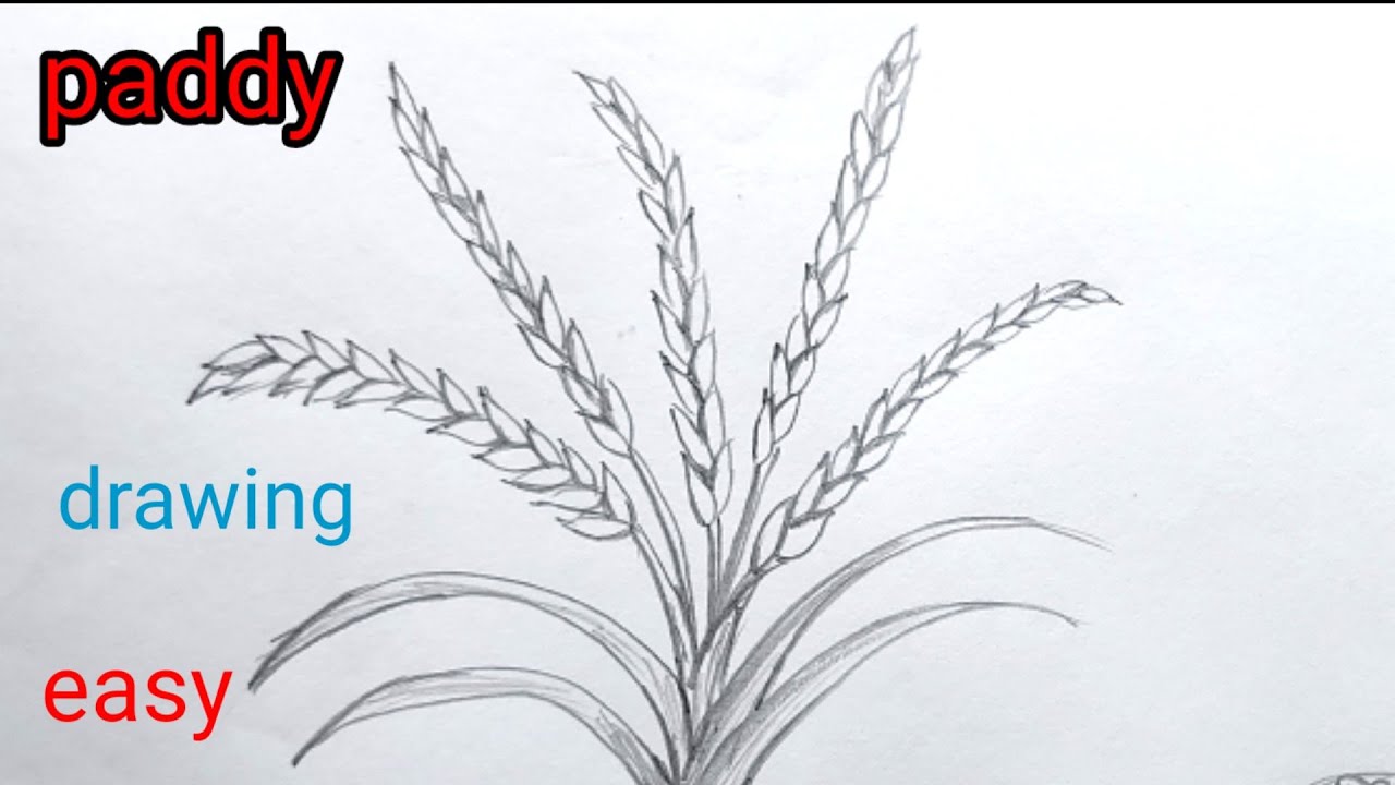 Wheat Leaves Drawing: Over 9,982 Royalty-Free Licensable Stock  Illustrations & Drawings | Shutterstock