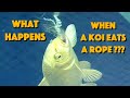 What Happens When A Koi Eats A Rope???