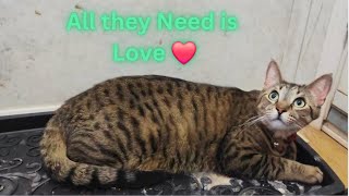 Once you Love a Cat,You Simply Cannot Imagine your Life without Them😍Funny Cat Videos🤣 Must Watch😊