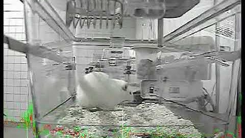 LABORAS wet dog shake