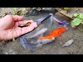 Find colorful ornamental fish, koi fish, goldfish, catfish, snakehead fish, betta fish, lobsters