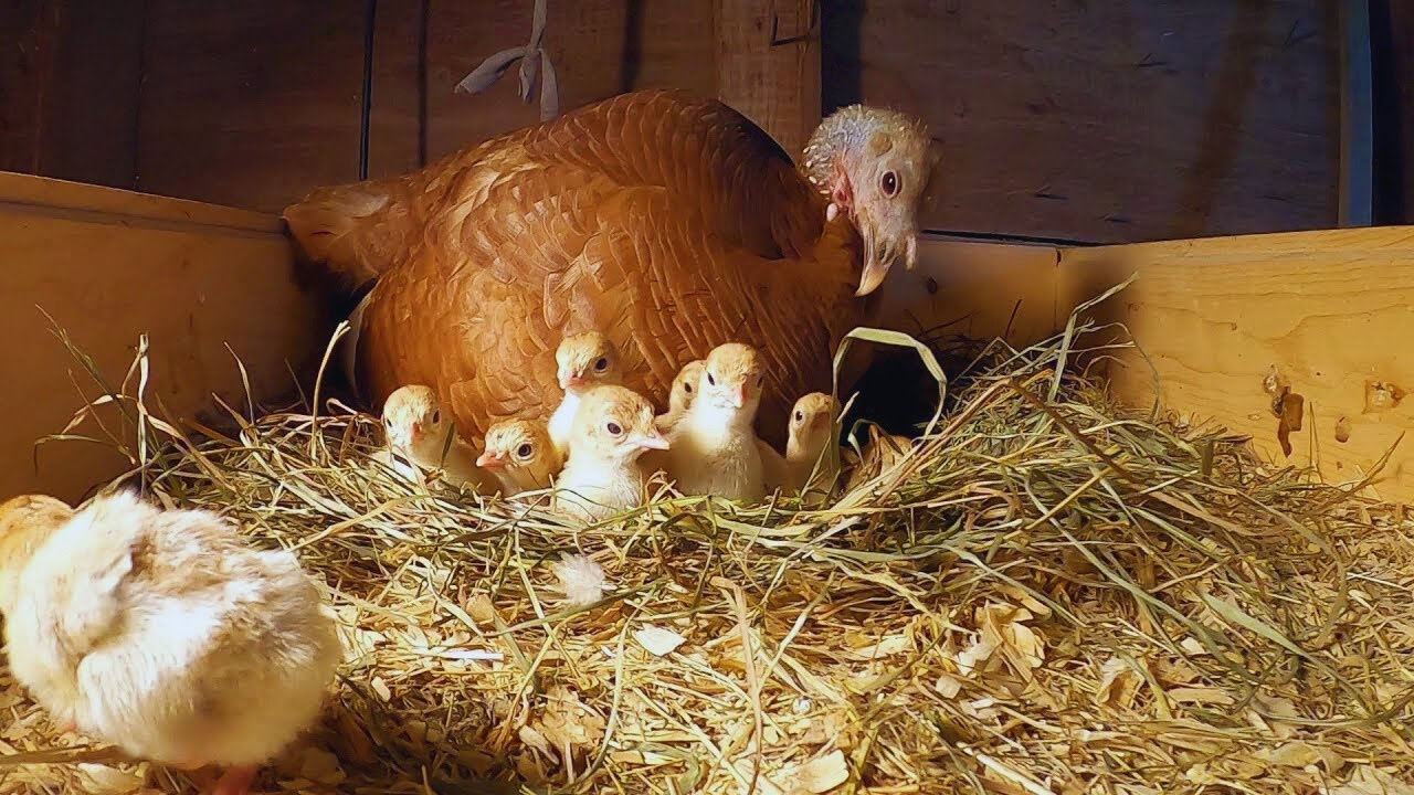 Life on small homestead: Turkey farming This year 2026 we are focusing on raising red bourbon turkey