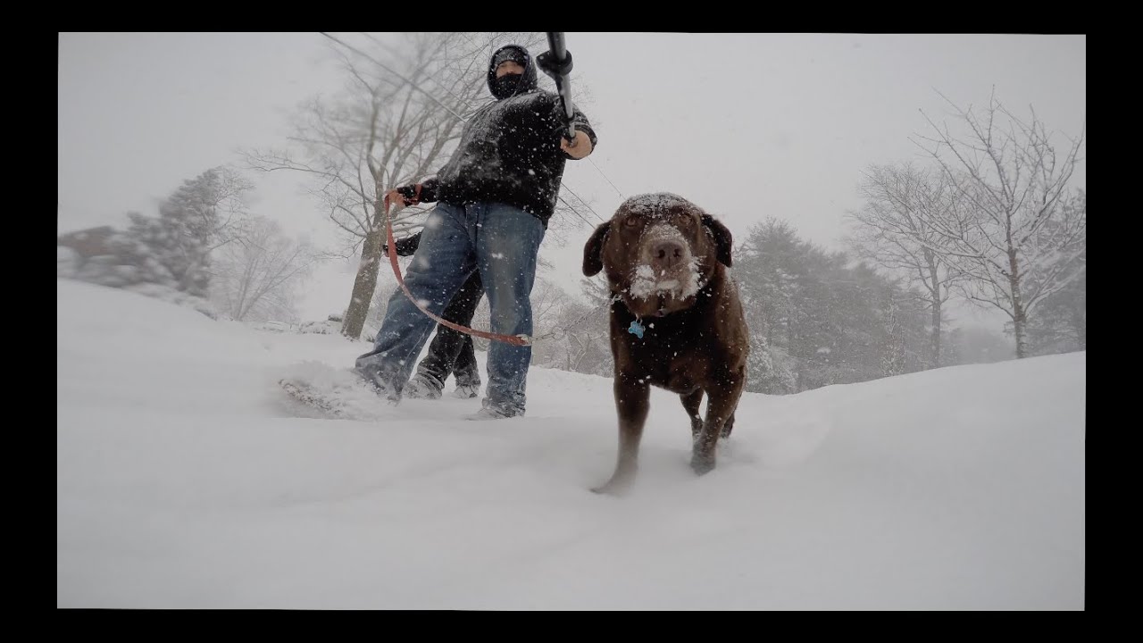 puppy paradise A Walk with Mousse GoPro HD
