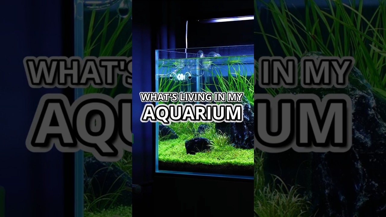 WHAT'S LIVING IN MY AQUARIUM?