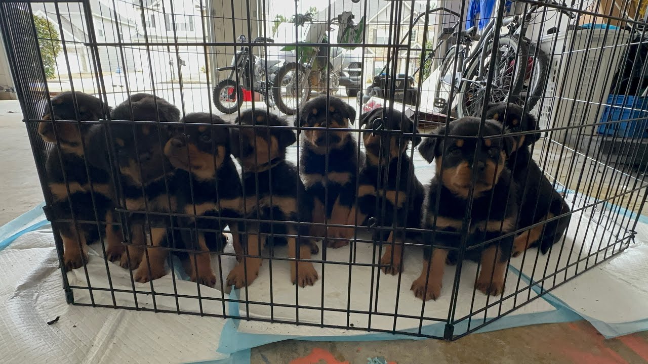 Seven Rottweilers ROTTWEILERS… - YouTube