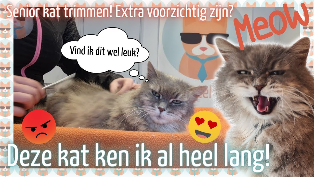HELE oude KAT trimmen? Kijk mee met een KATVRIENDELIJKE trimbehandeling 103 YouTube