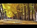 北京的秋天🍂