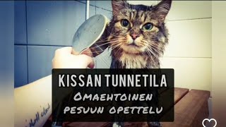 Kissan tunnetila, omaehtoinen kylpyyn opettelu