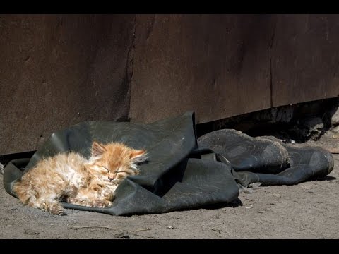 Бездомные Кошки Фото