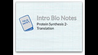 Accelerated Biology Notes Protein Synthesis - Translation