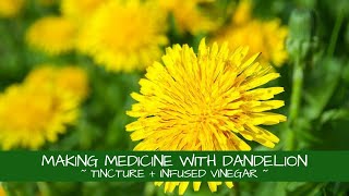 Making Medicine With Dandelion Tincture Infused Vinegar