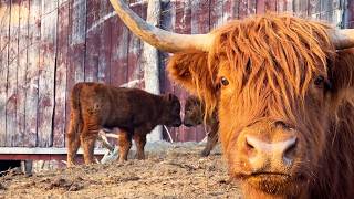 Two New Highland Calves Arrive on the Farm