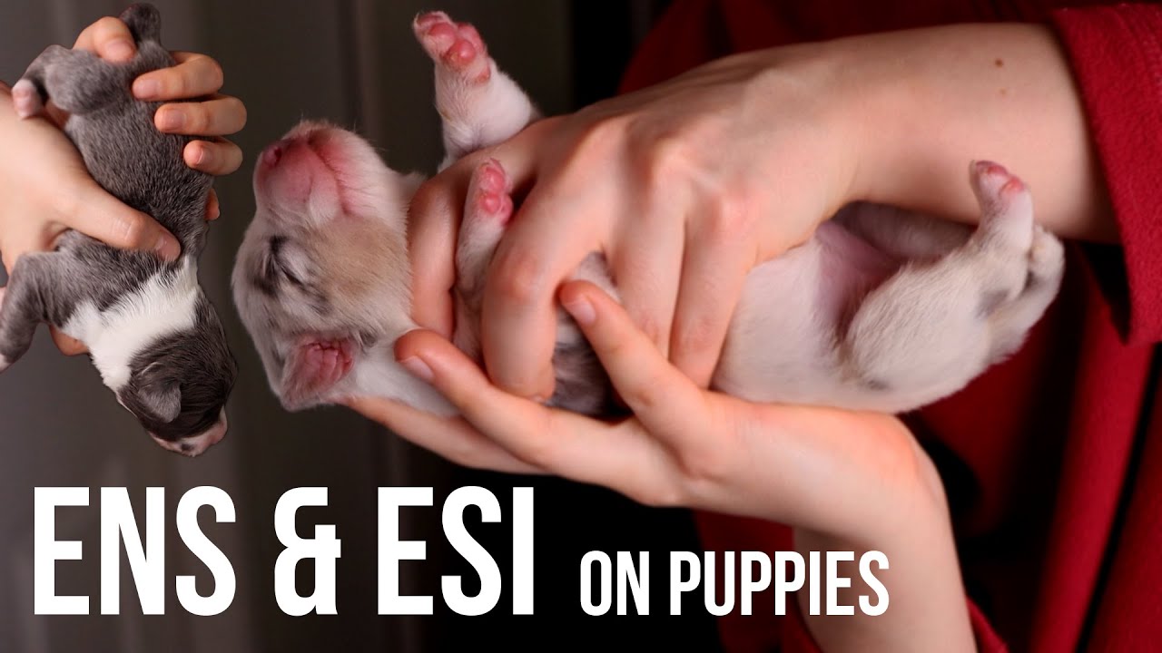 What is ENS and ESI Training | Giving Puppies the Best Head-start In Life 🐾