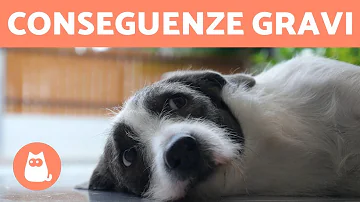 Cosa succede se il cane mangia tanto?