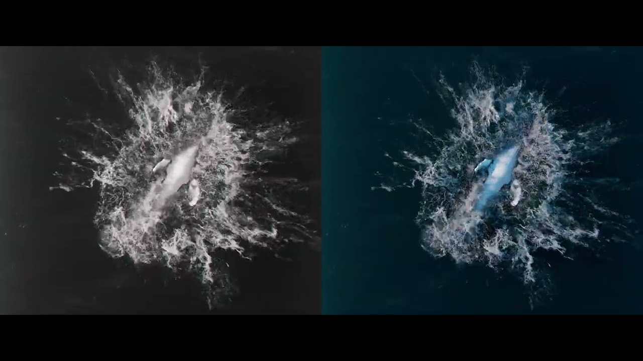 Houdini 21 - Humpback Whale Jump