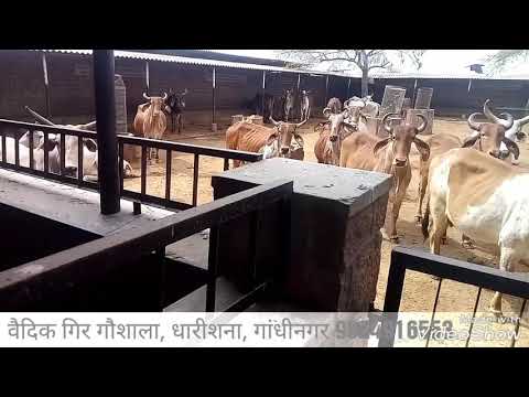 जैन पिंजरा पोल गौशाला, पाली राजस्थान part 1