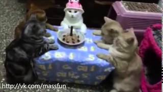 видео Поздравления с днем рождения коту или как поздравить с днем рождения кошку