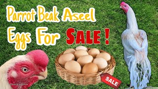 Parrot Beak Aseel Eggs For Sale Indian Parrot Beak Long Tail Aseel Eggs For Sale