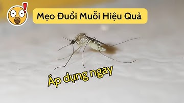 Cách Diệt Muỗi Hiệu Quả Tại Nhà Bằng Bát Nước Đơn Giản | Mẹo nhỏ thú vị