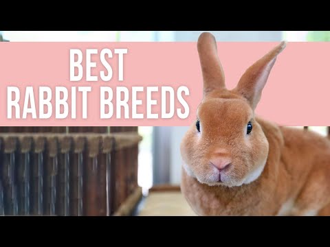 Best breeds of rabbits for beginners [Upd. 2 days ago]