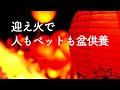 迎え火で愛する人もペットも帰る盆供養