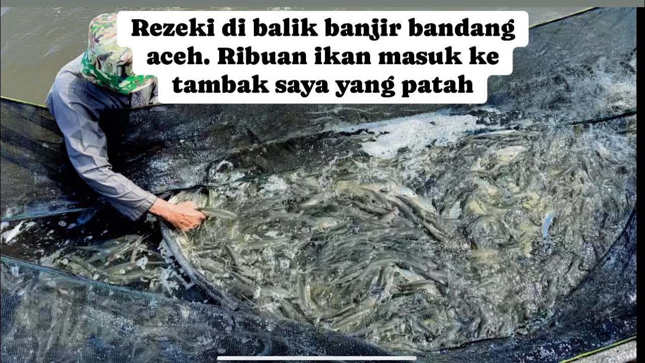 Rezeki di balik banjir bandang aceh. Ribuan  ikan masuk ke tambak saya yang putus
