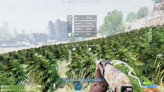 Rust Console Hemp Farm 15000 Plants