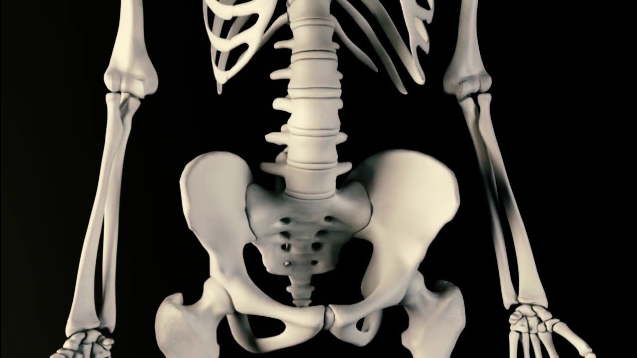 Chapter 6 - Lesson 2 - pelvis part 2 الحوض وخط شينتون وعلامة الدمعة