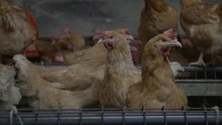 Aviagen: Biosecurity for Broiler Breeders