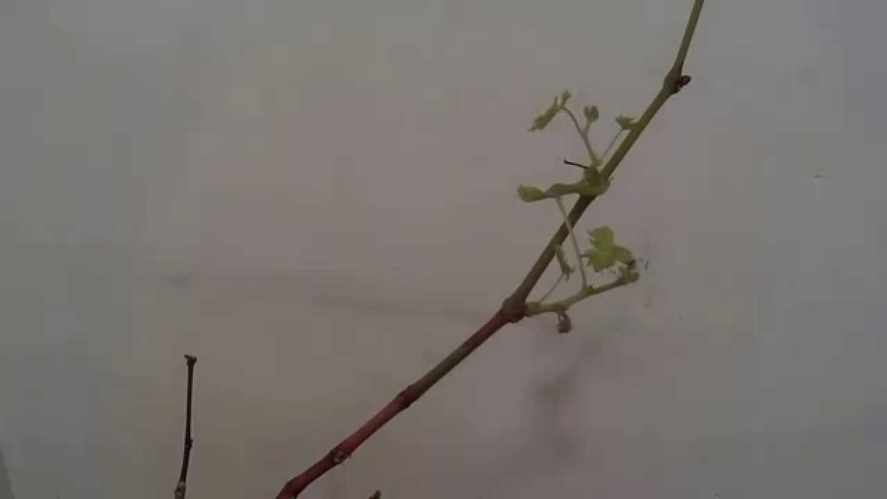 TimeLapse of a vine plant growing over 10 days YouTube