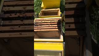 Transferring a Bee Swarm into a New Hive 🐝