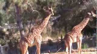 Giraffe Porn at the Santa Barbara Zoo