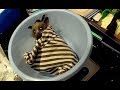 Baby flying-fox initial care:  this is Tumbleweed