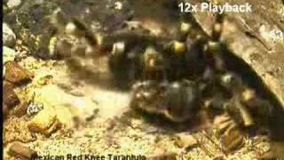 Mexican Red Knee Tarantula Molting (Brachypelma Smithi)