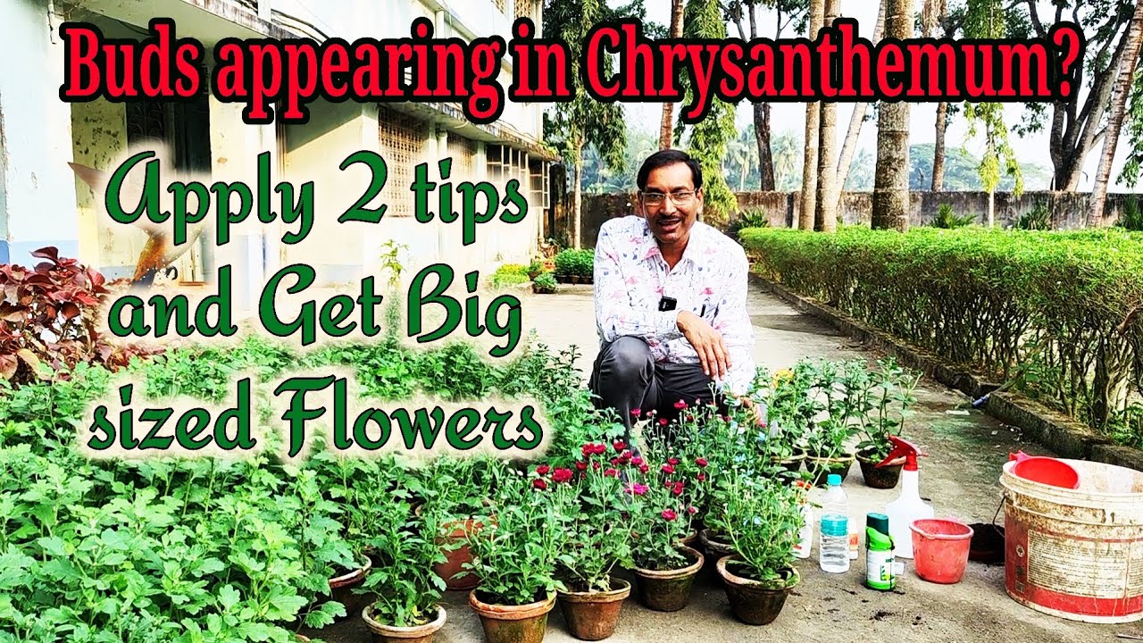 If buds are appearing apply these 2 simple tips to get bigger and better flowers in Chrysanthemum