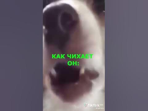 Апчи 🤧 - YouTube