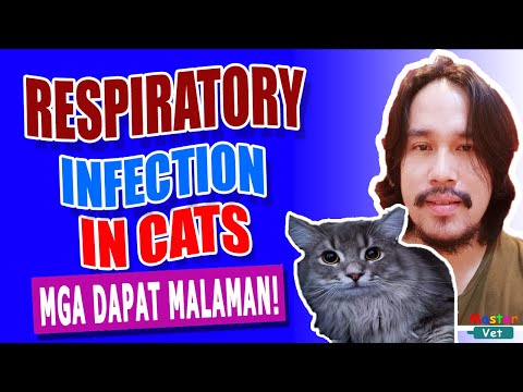 Video: Parasitiko Na Impeksyon Ng Respiratory Tract Sa Cats