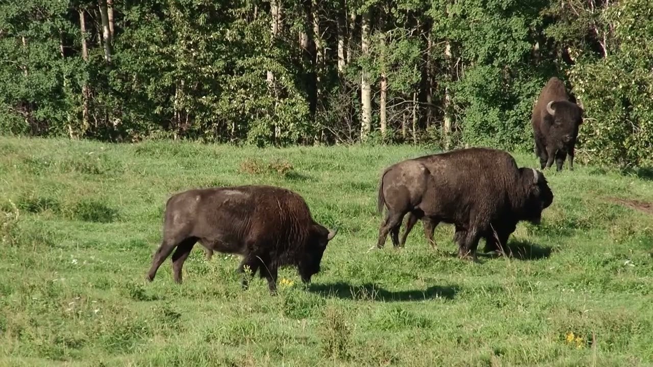 America's National Mammal Rutting