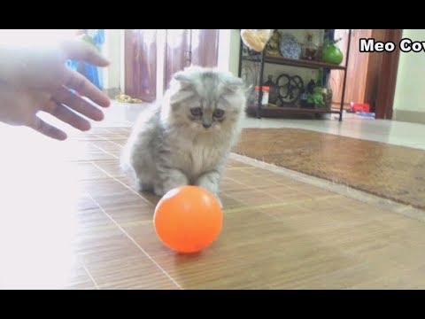 my-kittens-play-with-ball-|-kittens-and-ball