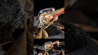 A Beginner’s Guide to the Water Moccasin Pt 3