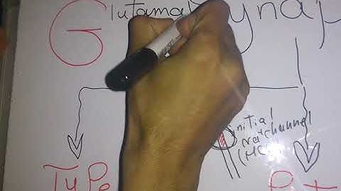 Summary Synapse First year New system dr mohamed fayez