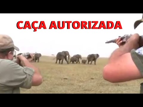 Vídeo: Grandes serpentes! É o dia da anistia para animais exóticos no sul da Flórida